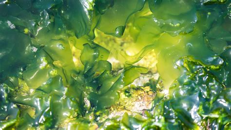 The Future of Santa Cruz Magic Seaweeds: Innovations and Trends in the Industry
